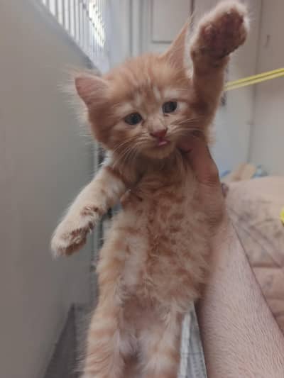 kitten for Sale