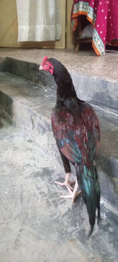 aseel phata for sale