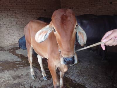Red calf For sale