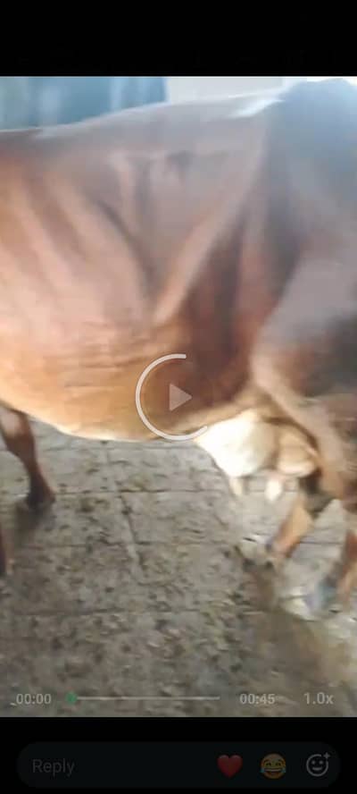 dasi cow hai mash Allah achi nasal ki hai 9kg dodh a dono time ka