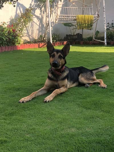 Best home dog