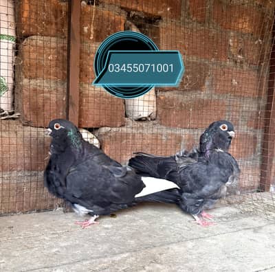 Fancy breeder pairs chinese owl and many more
