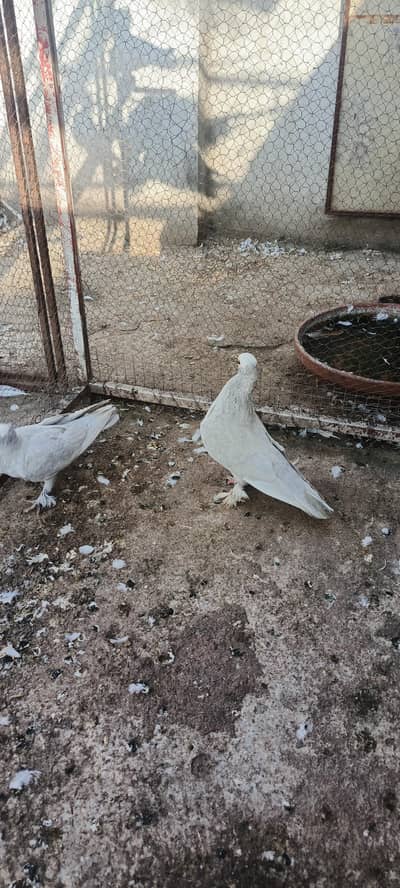 gray mokhi for sale breeder pair(3 pair for sale serious buyer msg me