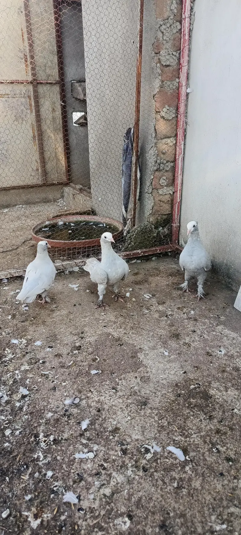 gray mokhi for sale breeder pair(3 pair for sale serious buyer msg me — photo 2
