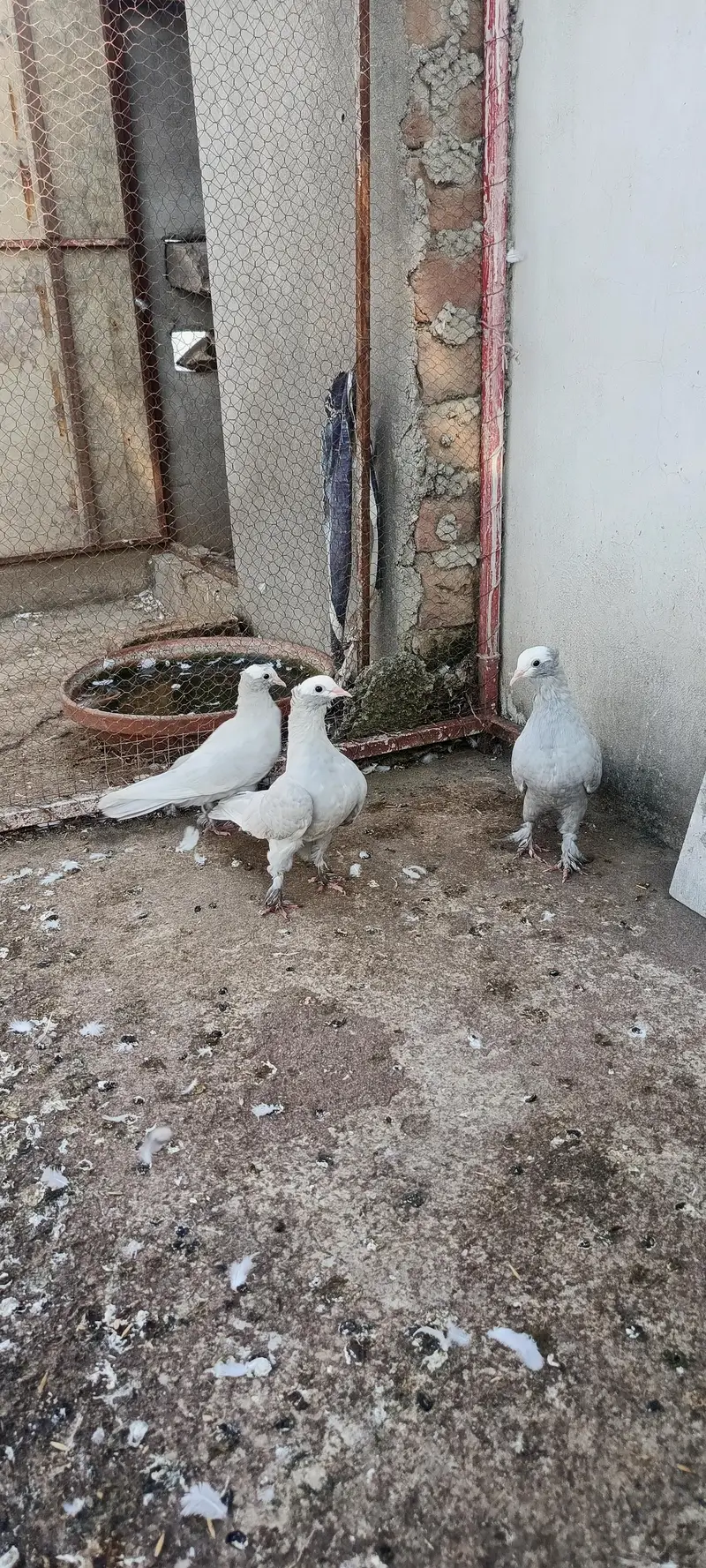 gray mokhi for sale breeder pair(3 pair for sale serious buyer msg me — photo 3