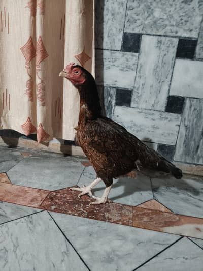 High quality Aseel Hen
