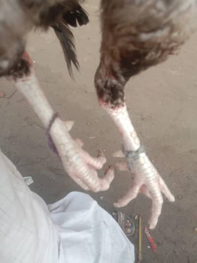 Jawa aseel for sale sargodha
