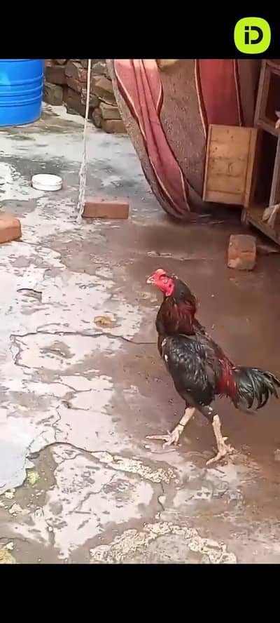Burmi X Pakistani Aseel patha