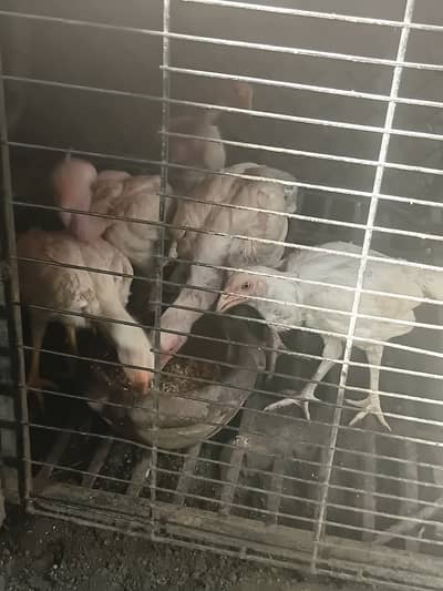 Heera Aseel Chicks 5 Months