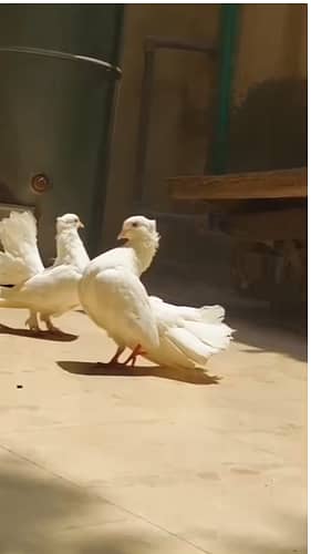 Lakha kabutar