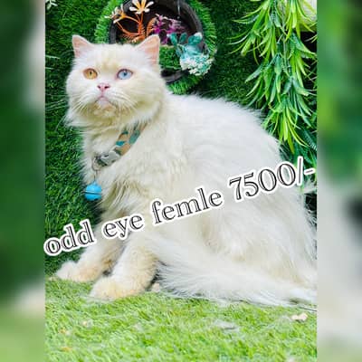 Beautiful cats available  03248450839 watsapp