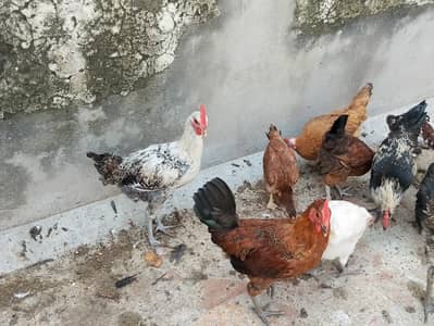 20 murgiyan 20 murgay per piece 1050  whatsapp number 03481274468
