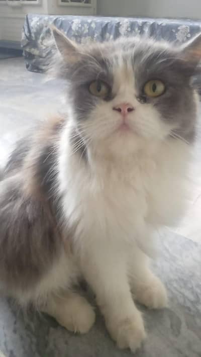 Persian