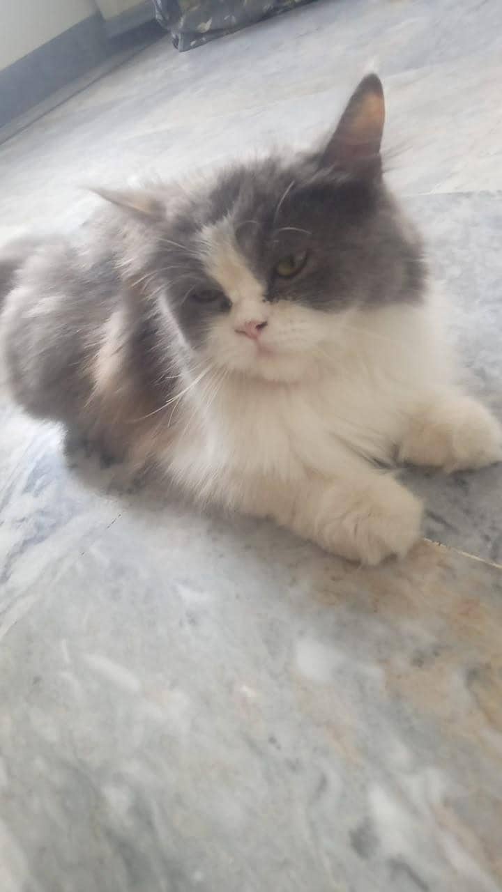Persian 1