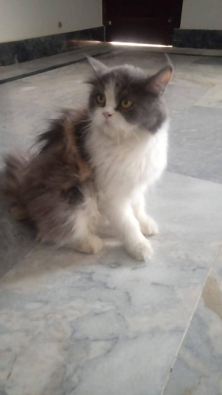 Persian 2