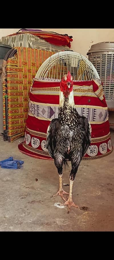 aseel java pure breed in low price