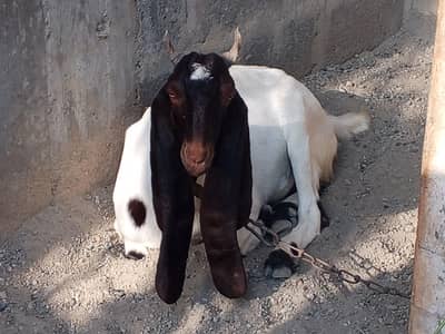 2 Daant kamori Bakri for Sell