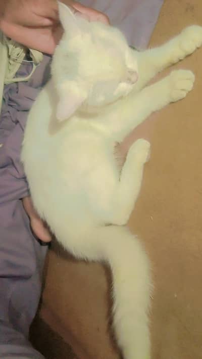 cats e
