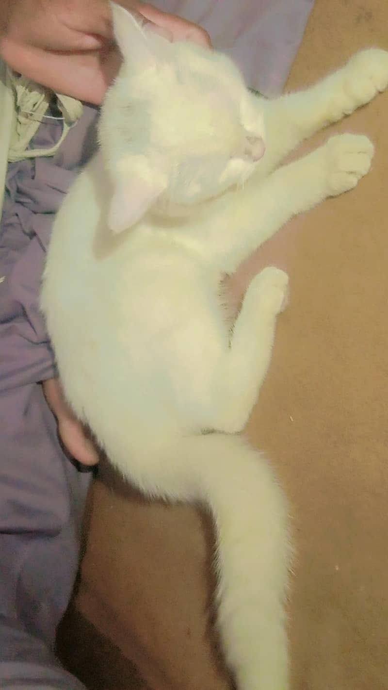 cats e 0