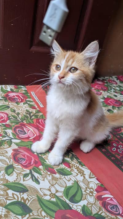 Persian kittens and adult