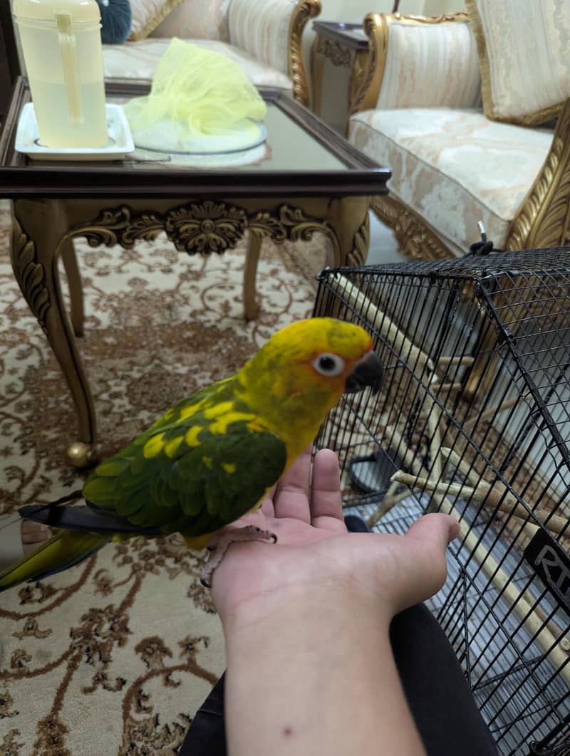 sun conure 0