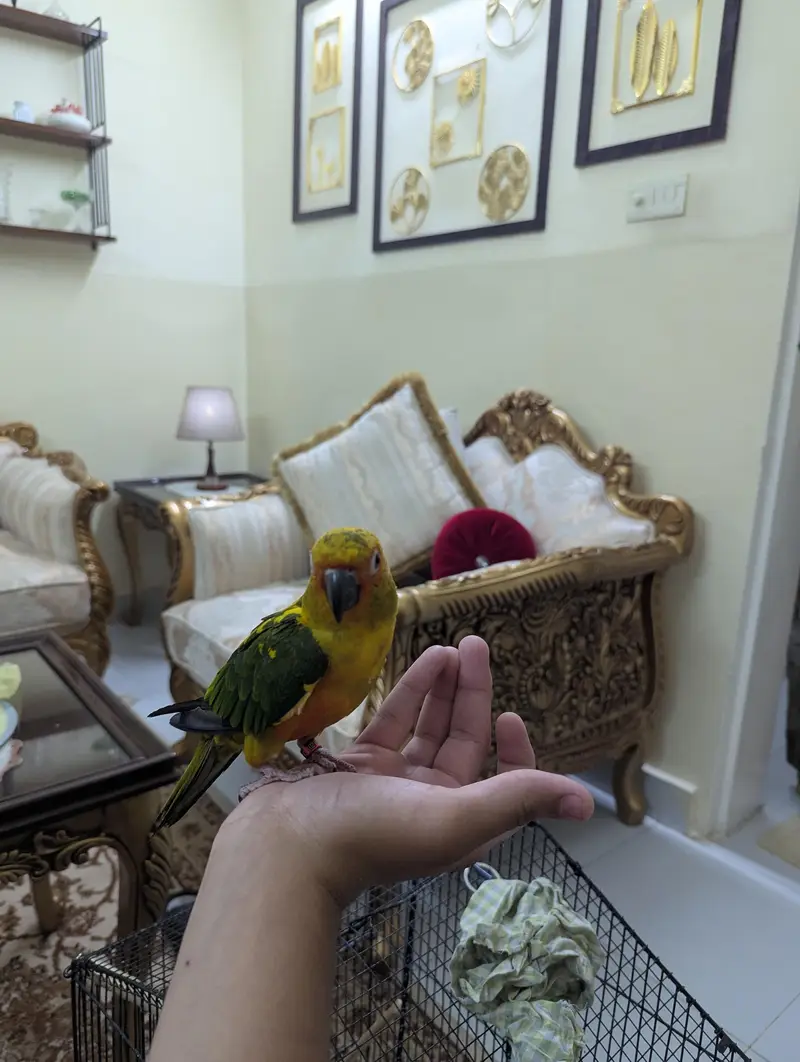 sun conure — photo 2