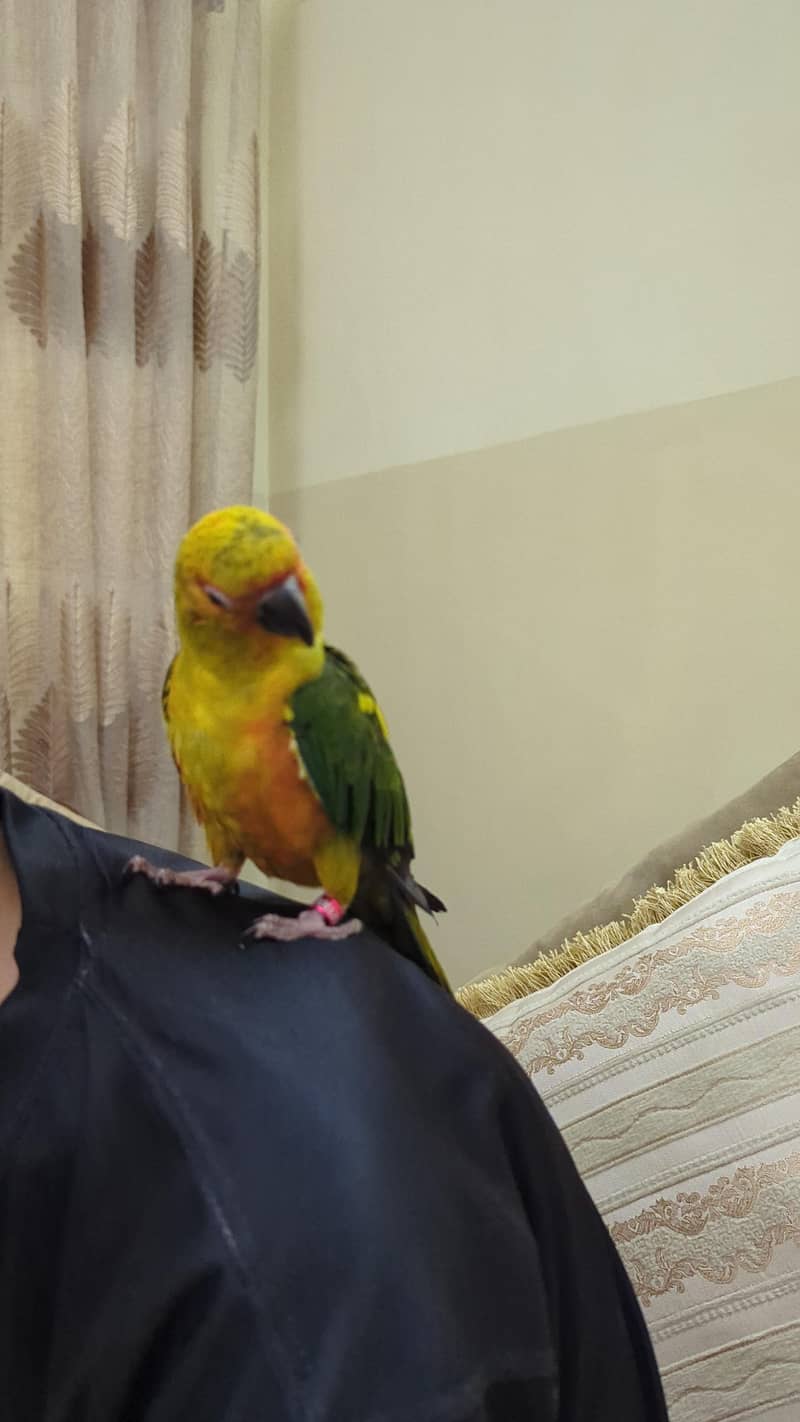 sun conure 2