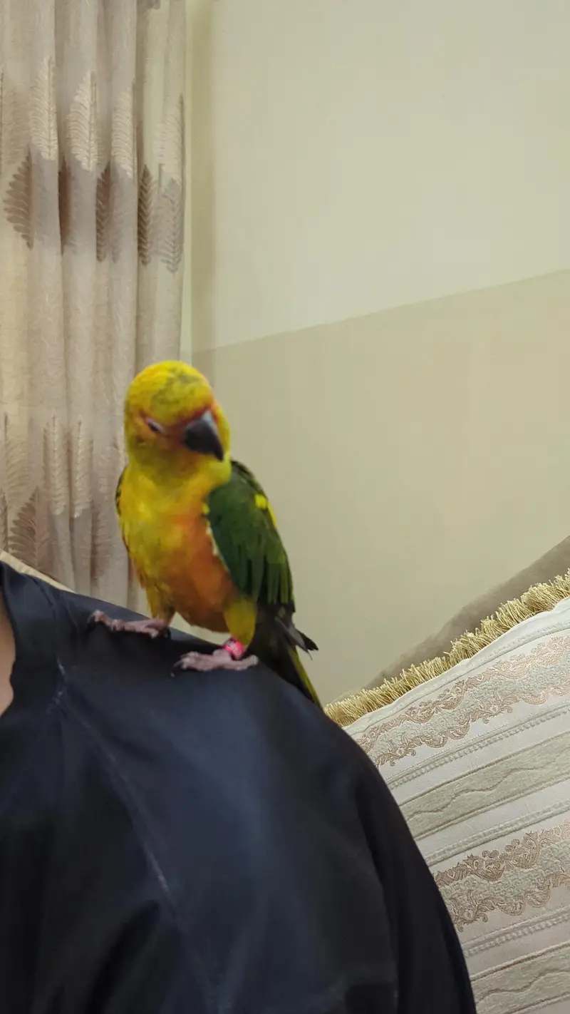 sun conure — photo 3