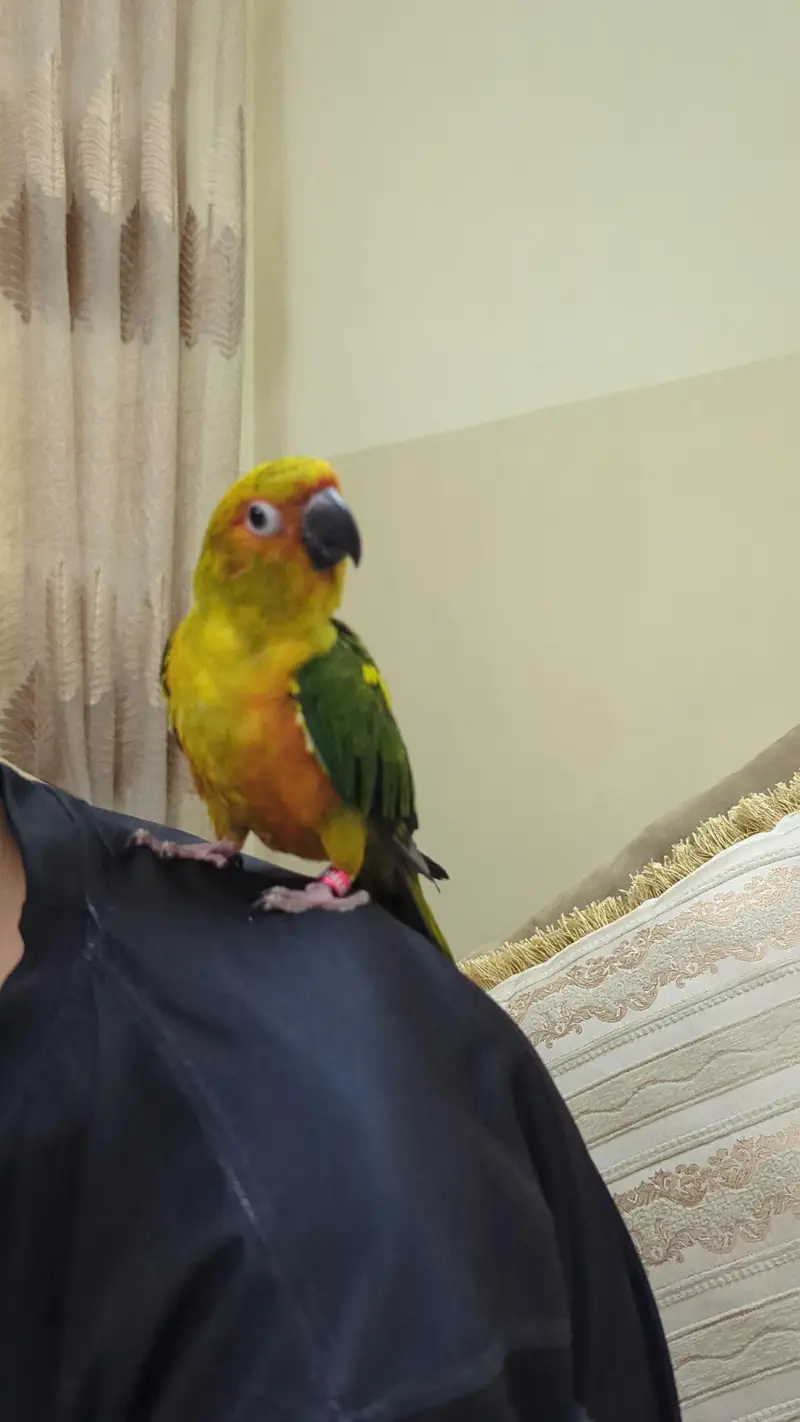 sun conure — photo 4