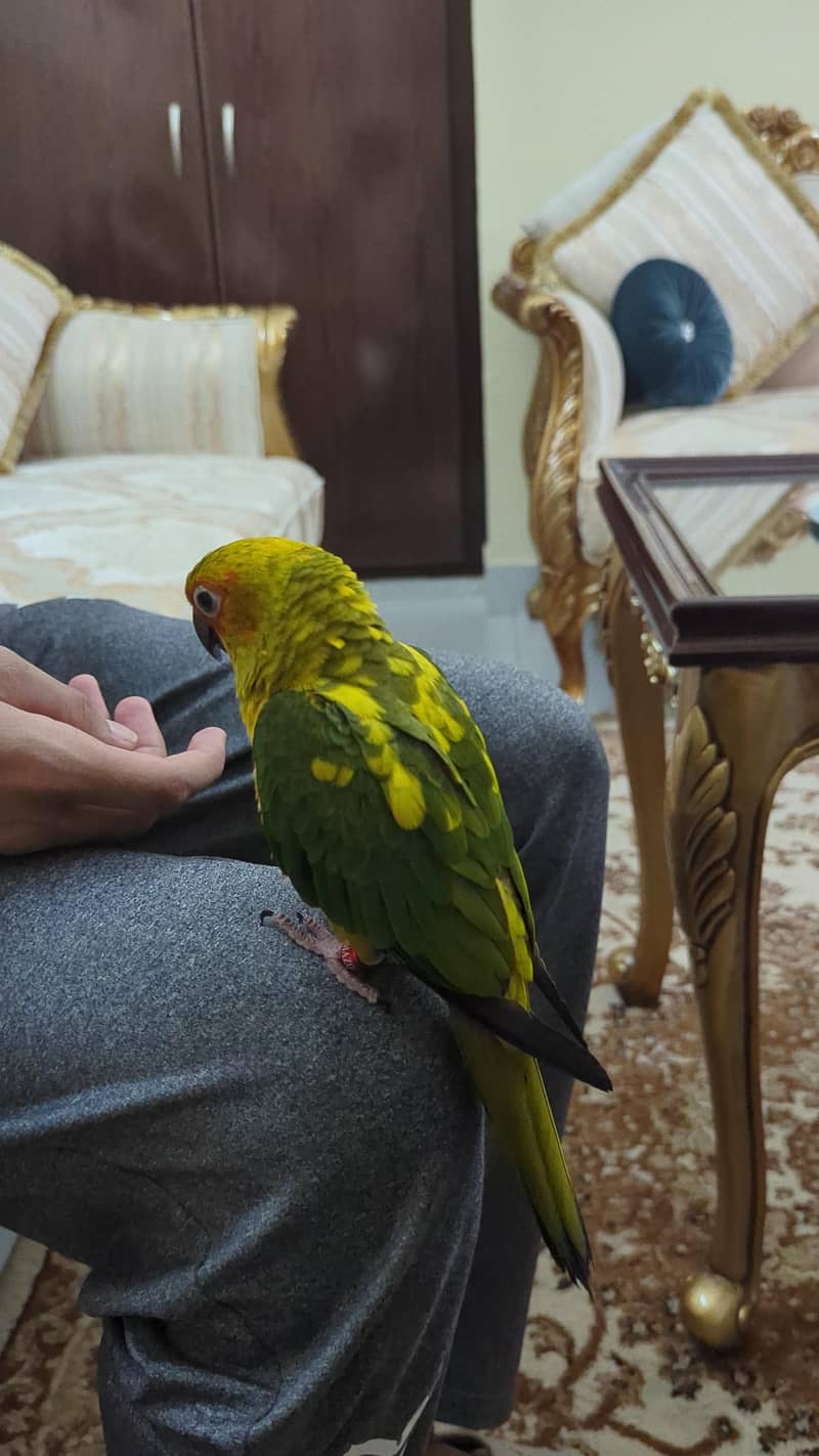 sun conure 4