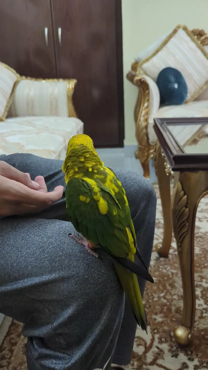sun conure — photo 6
