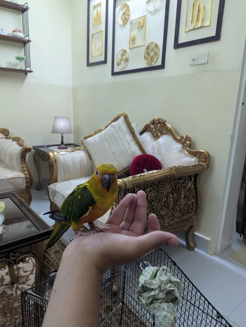 sun conure — photo 7