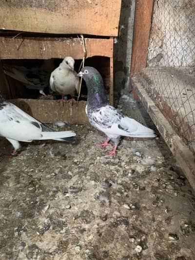 pejon for sale