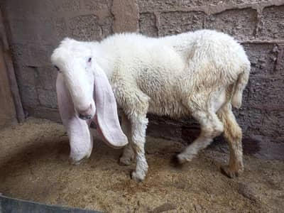 Pure Kajla dumbi with 2 babies for sale