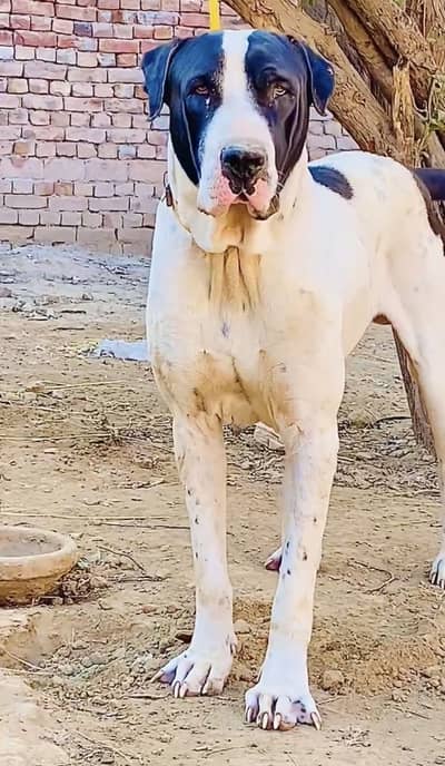 Bully dog home breed for sale