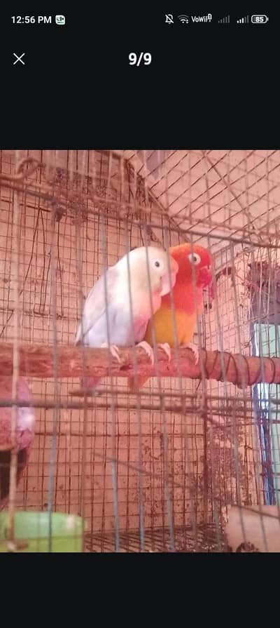 Pale fallow viusal bonded breedr pair.
