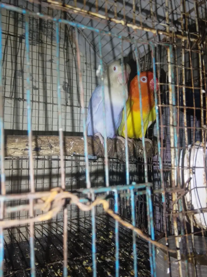 Pale fallow viusal bonded breedr pair. — photo 2