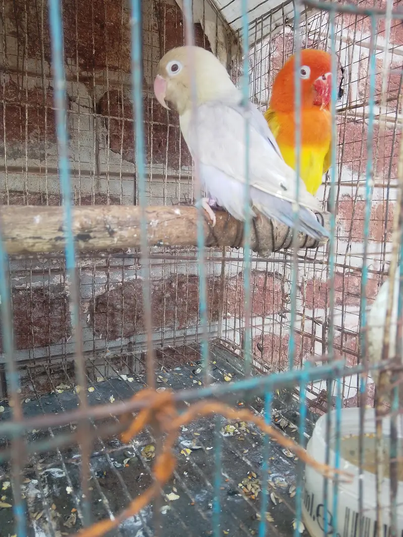 Pale fallow viusal bonded breedr pair. — photo 3