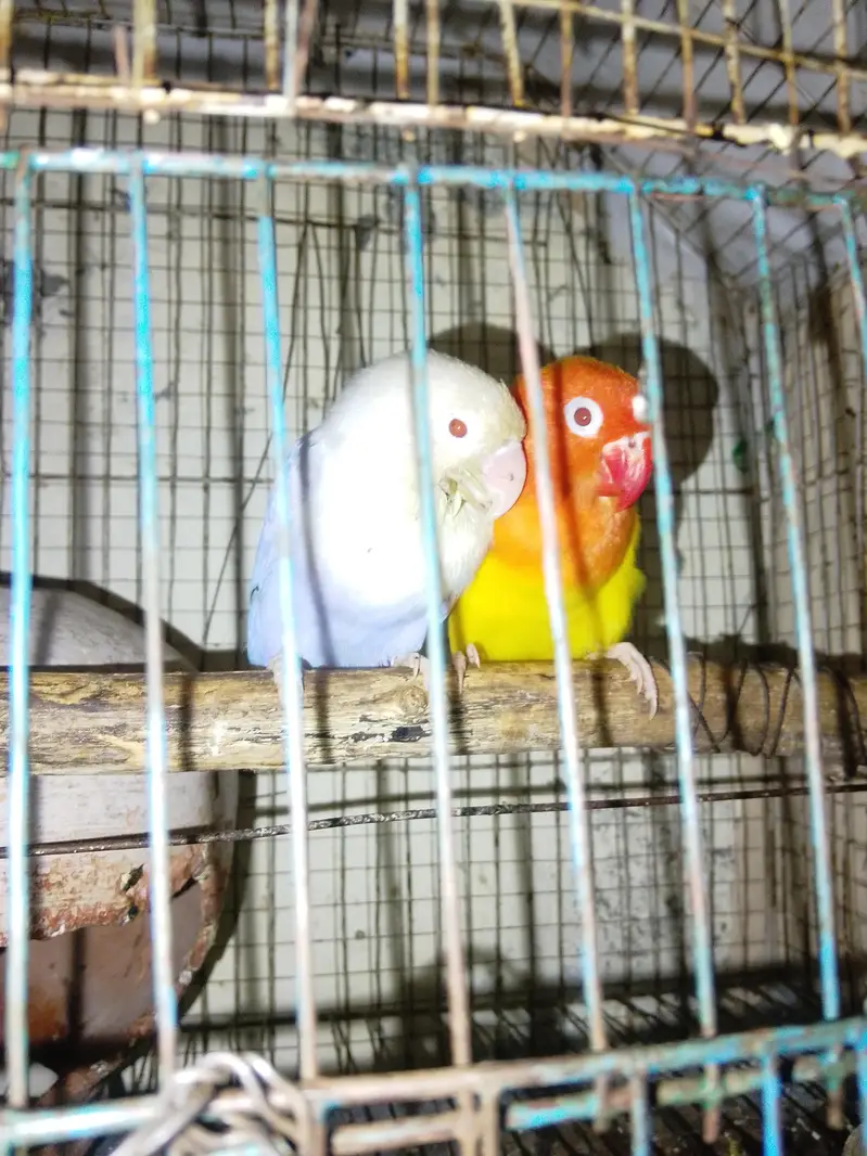 Pale fallow viusal bonded breedr pair. — photo 4