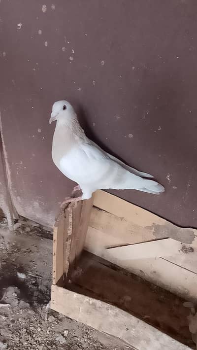 pigeons for sale total 4 kabotr price  1200 per  03228593862