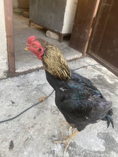 Aseel murgha for sale
