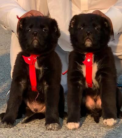 Bakarwal dog male female for sale available