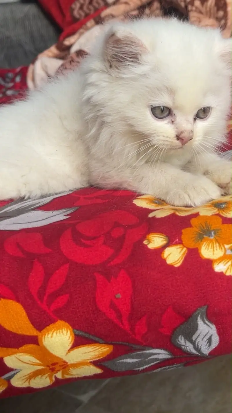 Baby Persian cats