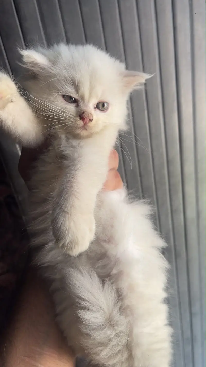 Baby Persian cats — photo 2