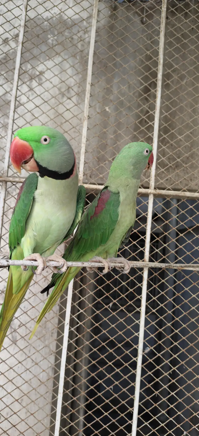 urgent for sale pahari pair