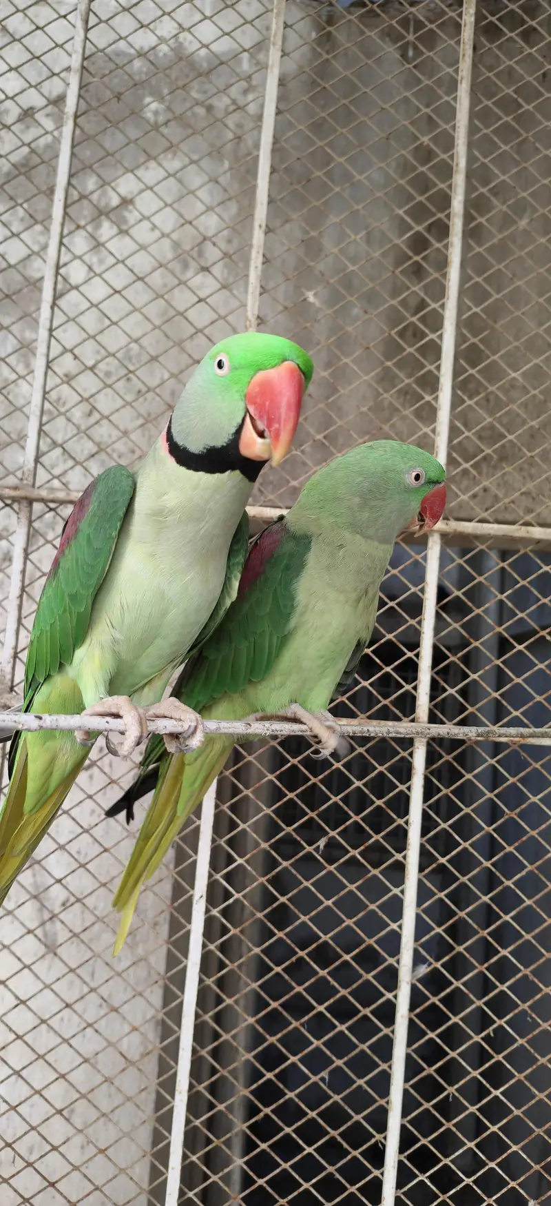 urgent for sale pahari pair — photo 2