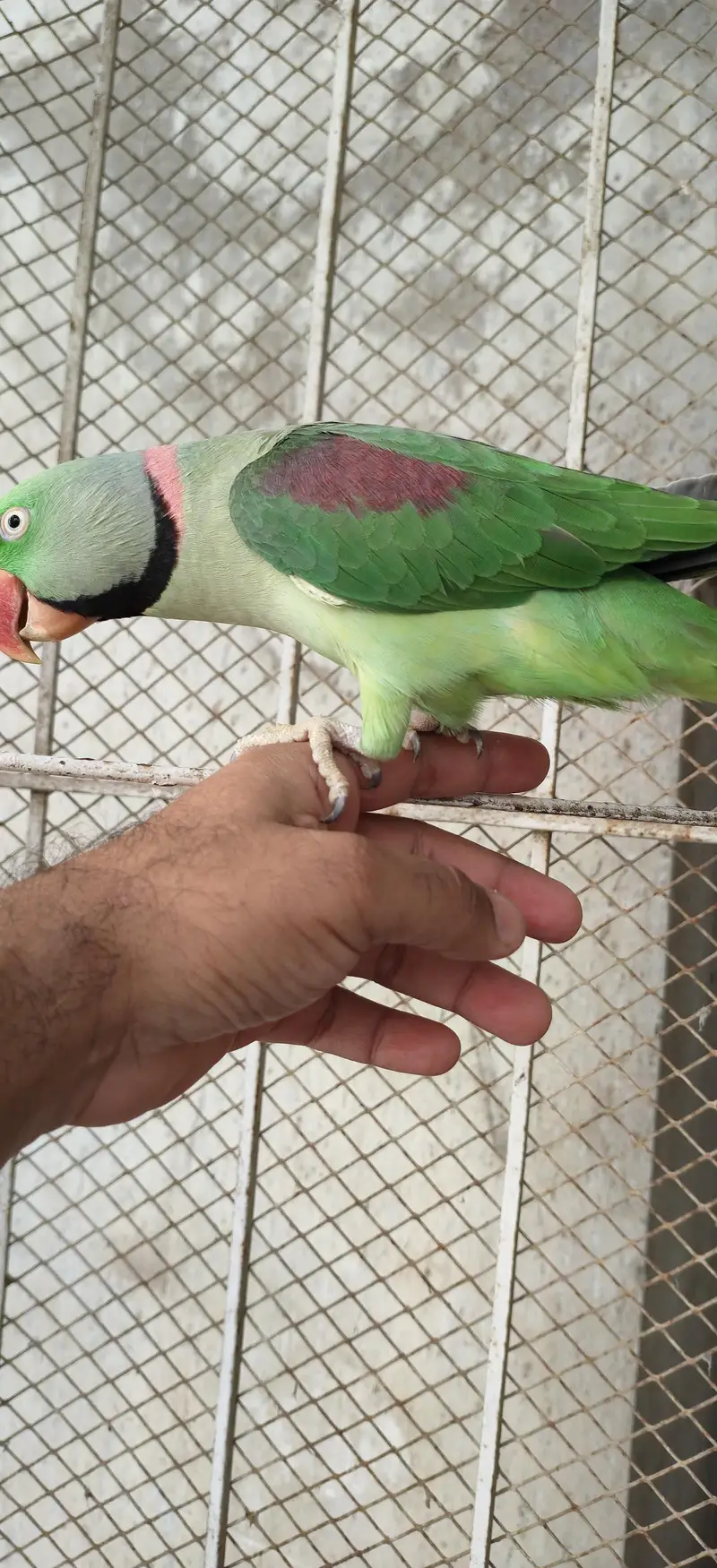 urgent for sale pahari pair — photo 3