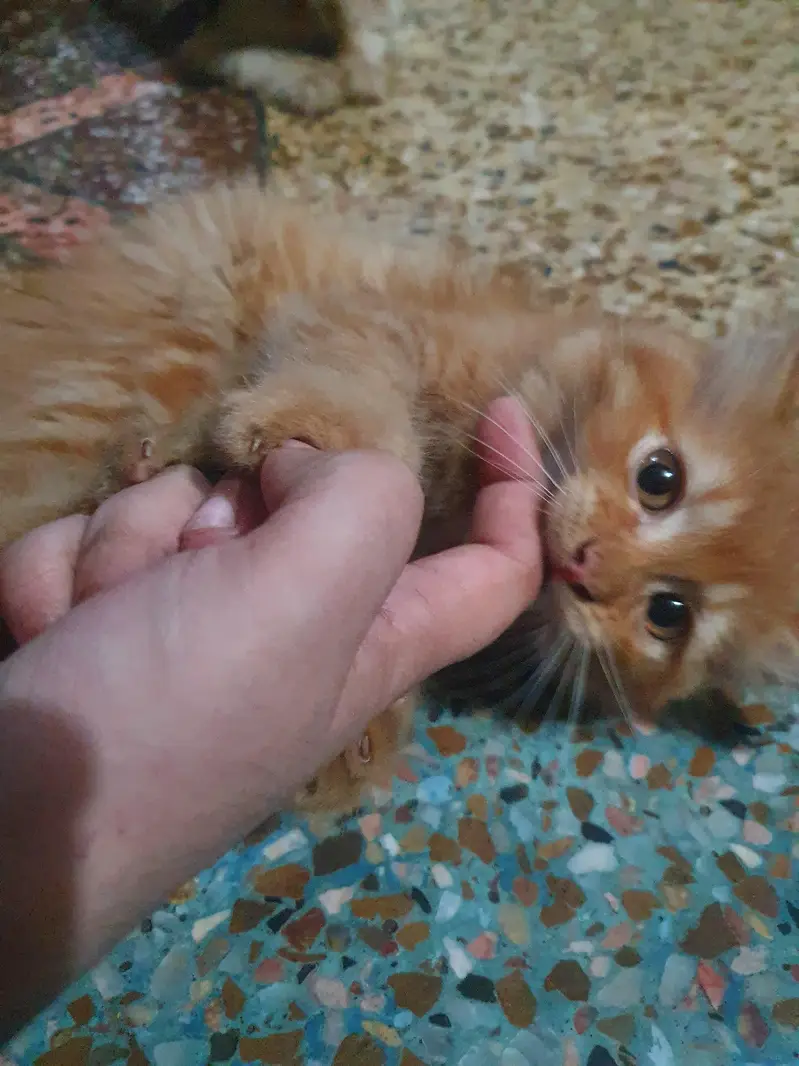Persian kitten