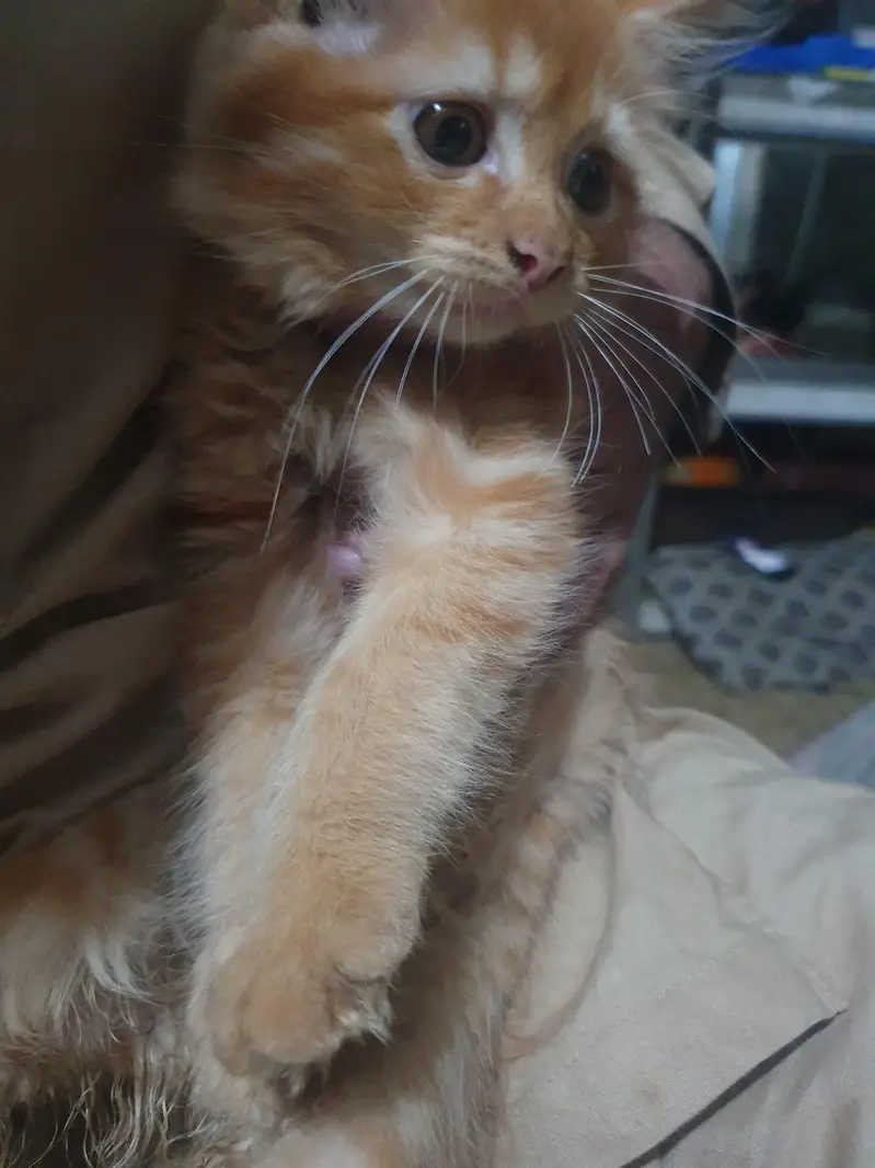 Persian kitten — photo 2