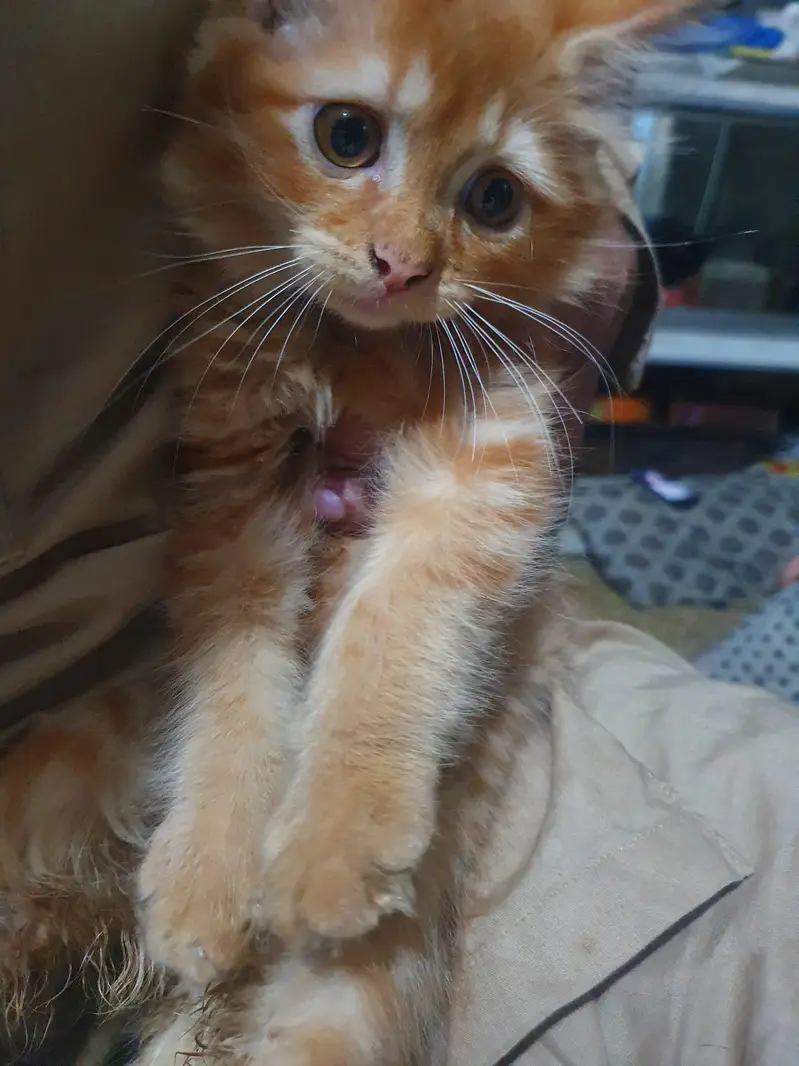 Persian kitten — photo 3